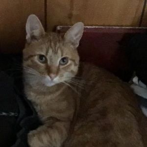 Meet your Posher, Ava